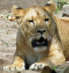 lioness, wildcat, predator, zoo, lion, animal, mammal