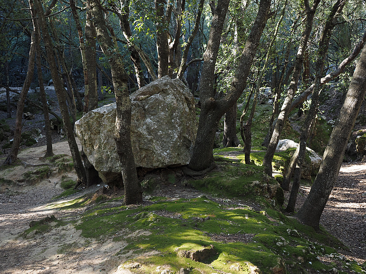 bosc d'alzines, Roca, pedra calcària, arbres, pedra roure, conte de fades, inquietant