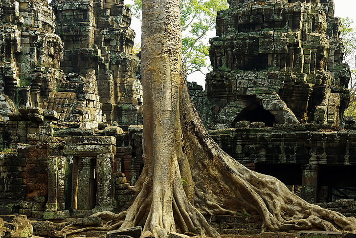 Camboja, Angkor, Templo de, sua presa, ruínas, invasão, Banyan