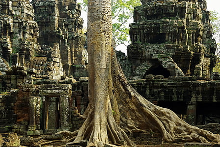 Καμπότζη, Angkor, Ναός, το θήραμα, ερείπια, καταπάτηση, Banyan
