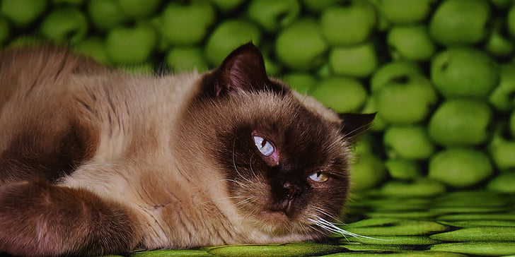 pisici domestice, pisica, British shorthair, se referă la, restul, obosit, mieze