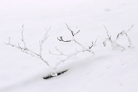 neve, inverno, ramo, rami, invernale, bianco, freddo