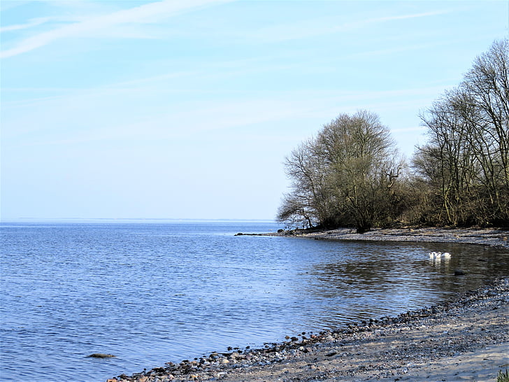sea, lake, danish baltic sea coast, little bay, stony underground, quiet lake, swans