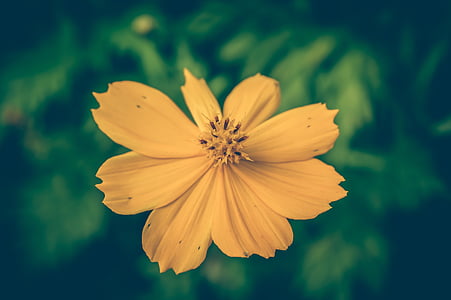 cosmea, vintage, flower, background, floral, beautiful, old