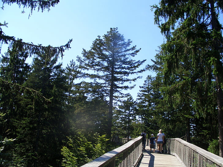 treetop path, bavarian forest, web, boardwalk, tree trail, forest, trees