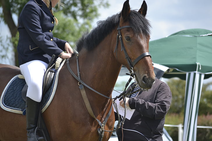 horse, rider, horse riding, equestrian, competition, dressage