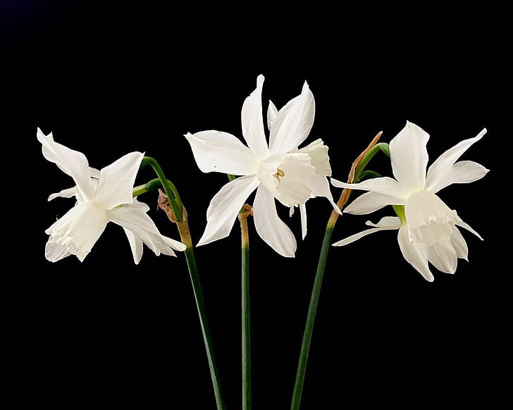 Narcissus, blomst, hvit, våren, hage, natur, anlegget