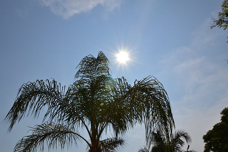sun, palms, sea, sunset, ray of sunshine