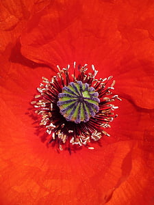 罂粟, 详细, 花粉, 雌蕊, 红色, 花粉的细节, ababol