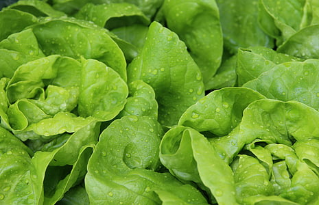 salata, frunze de salata verde, salata verde, cap de salată verde, Frisch, picătură de apă, gradina de legume