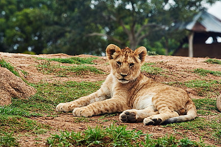 animal, gato grande, bonito, Leão, filhote de leão, natureza, ao ar livre