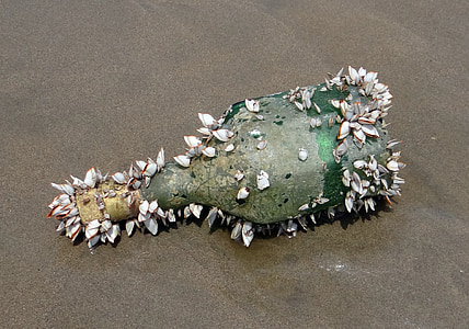 Flasche, Schalen, Marine Organismen, an Land gespült, Querim Strand, Arabisches Meer, Goa