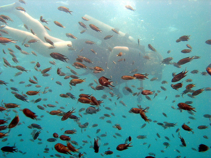 스쿠버, 다이 버, 물고기, 작은, 학교, 다이빙, 바다