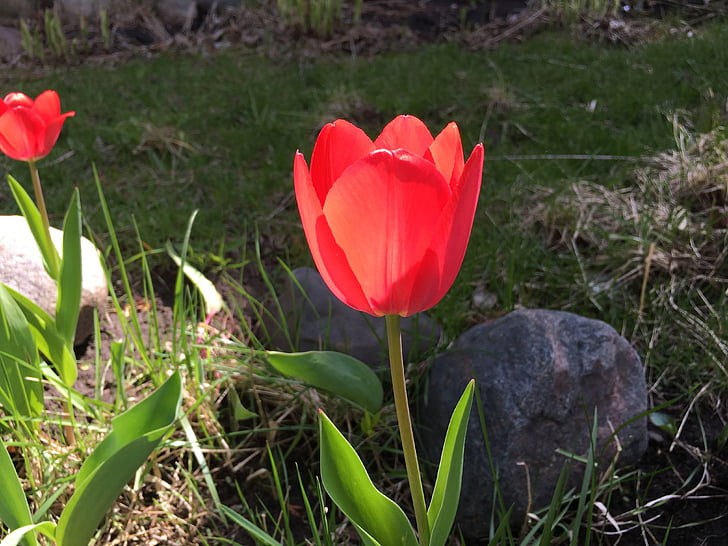 rød tulip, Tulip, blomst, Flora, natur, våren, farge