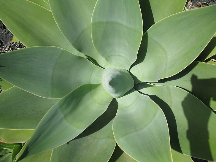 agave, plant, close, canary islands