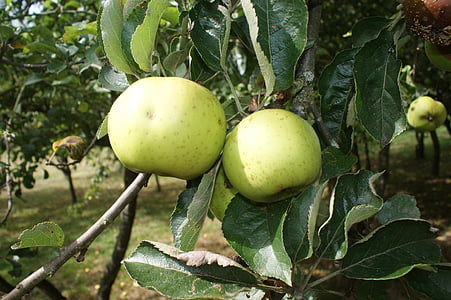 jablká, Záhrada, Orchard, Príroda, strom