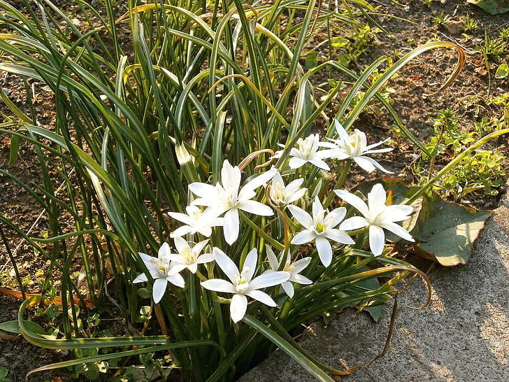 ornisogaram ウンベラタム, бели цветя, Пролетни цветя, ранните летни цветя, Кремови