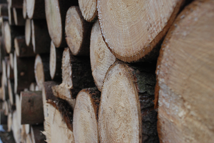fusta, arbre, close-up, els detalls de la, Avet