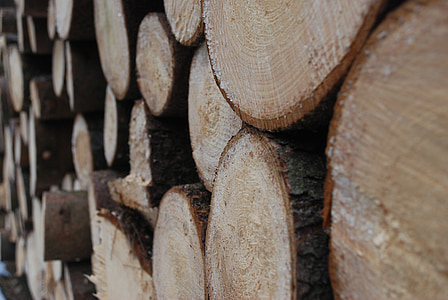 lemn, copac, closeup, detalii cu privire la, Molid