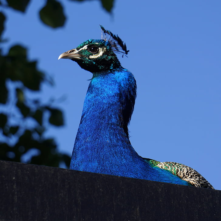 Pavo cristatus, maschio del pavone, blu, il pennacchio dalla, colorato, uccello, pavone