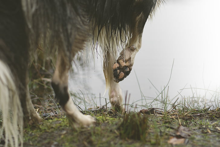 animal, animal photography, dog, paws, pet, water, wet