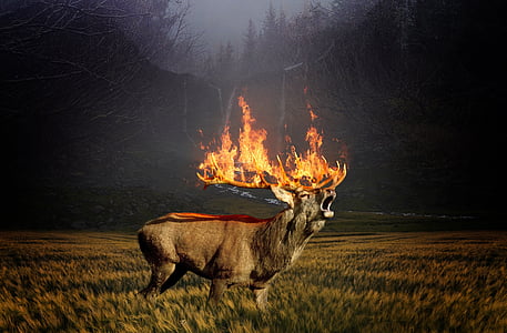 Hirsch, ciervos de las huevas, bosque, marca de fábrica, incendio forestal, fuego, erradicación de