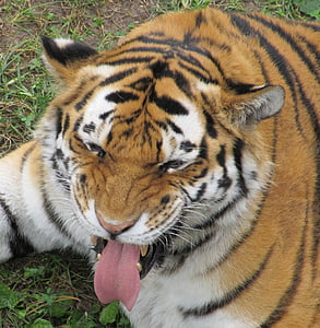 tigre, llengua fora, cara divertida, mirant, felí, repòs, zoològic