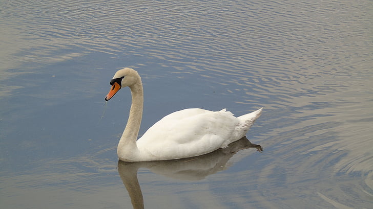 swan, white feathers, wildlife, water, pond, bird, fauna