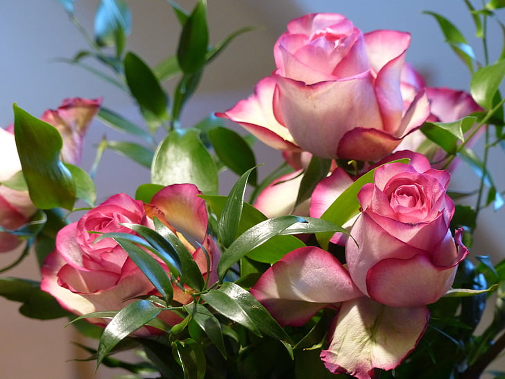 Rózsa, Ecuador rose, rózsaszín, dekoratív, Blossom, Bloom, csokor