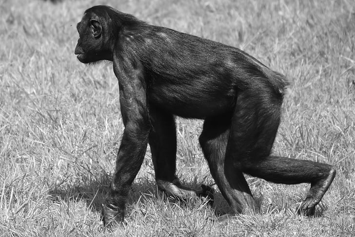mono, animal, mamíferos, naturaleza, Bonobo