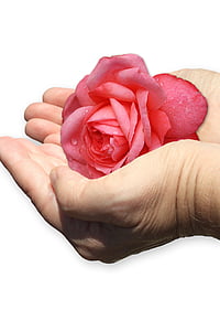 hand, shell, rose, give, care, isolated