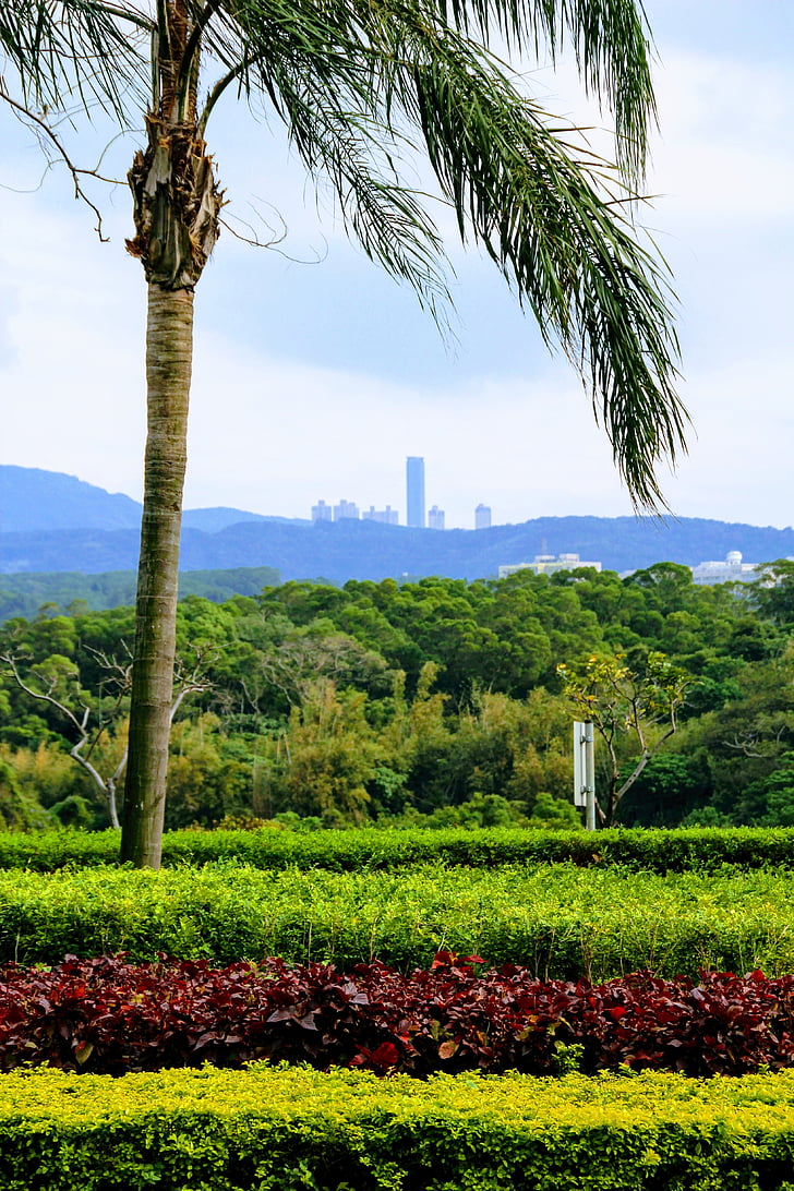 Palm, Blick, Taiwan, Garten, Beete