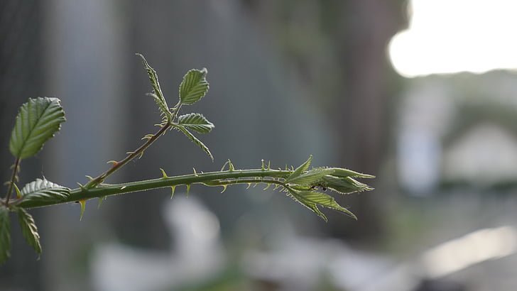 ant, thorn, plant, green
