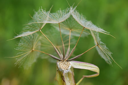 had salsify, dandelion, summer, close, pointed flower, seeds, same umbrella