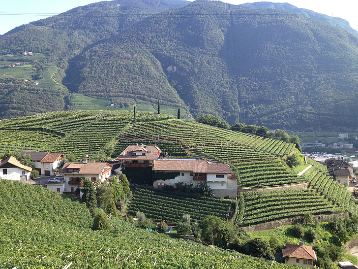 south tyrol, vineyards, italy, green, tyrol, winery, landscape