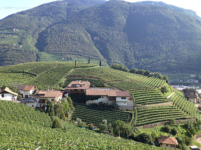 Jižní Tyrolsko, vinice, Itálie, zelená, Tyrolsko, Vinařství, krajina