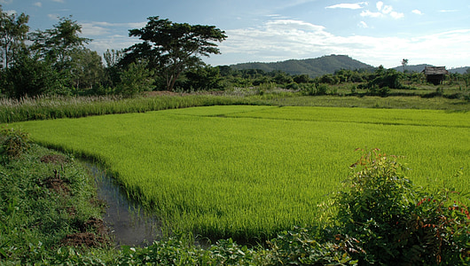 táj, Thaiföld, rizs, a mezők, nyári, tavaszi, hegyek