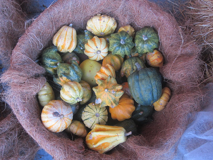 calabaza, otoño, cesta, nutrición