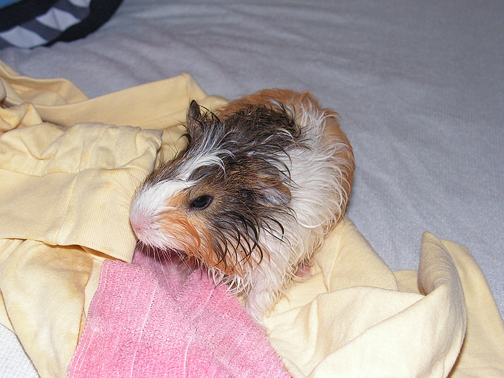 guinea-pig, cub, wet, bath