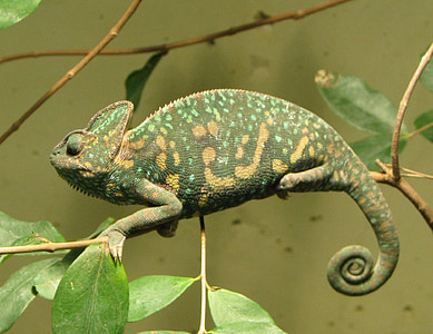 Chameleon, samica, pobočka, Zavrieť, exotické, Zelená, jašterica