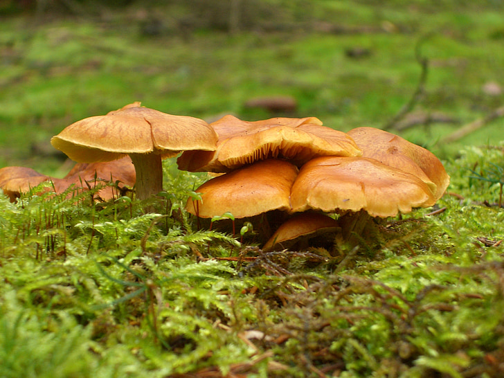 nature, mushrooms, moss, brown, green, forest, autumn