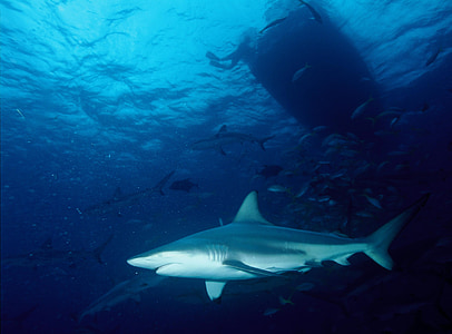 haai, Zwartpunthaai, Predator, zwemmen, tropische, subtropische, Carcharhinus limbatus