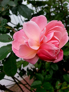 stieg, Rosenblüte, Blüte, Bloom, rot, Rosa, Garten