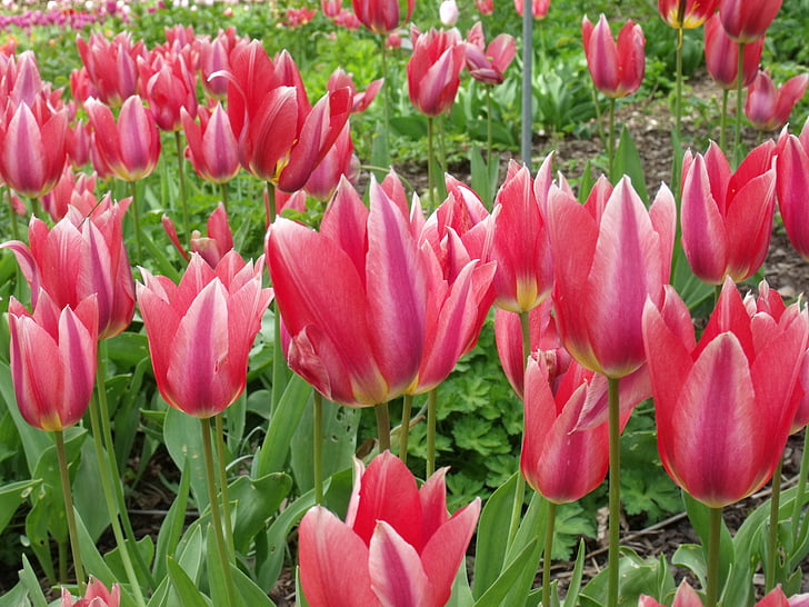 mainau island, flowers, tulips, red