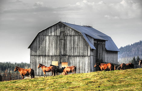 horses, grange, farm, hay, barn, rural Scene, ranch