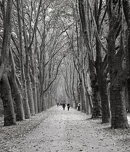 Avenue, copaci, umane, distanţă, drumul, Hemming, împletitură de nuiele