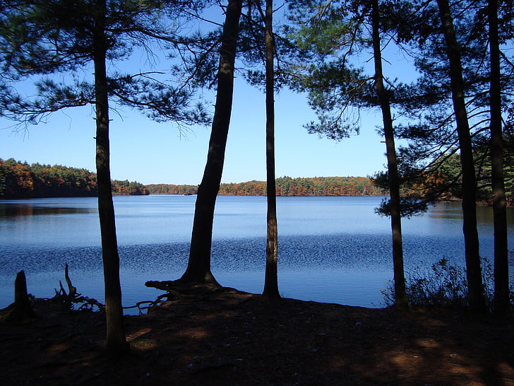 New england, Lac, tranquilité, arbres, tranquil, Massachusetts, nature