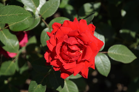 τριαντάφυλλο, Σάμπα, Rosaceae, κόκκινο, μωβ, βελούδο, άνθος