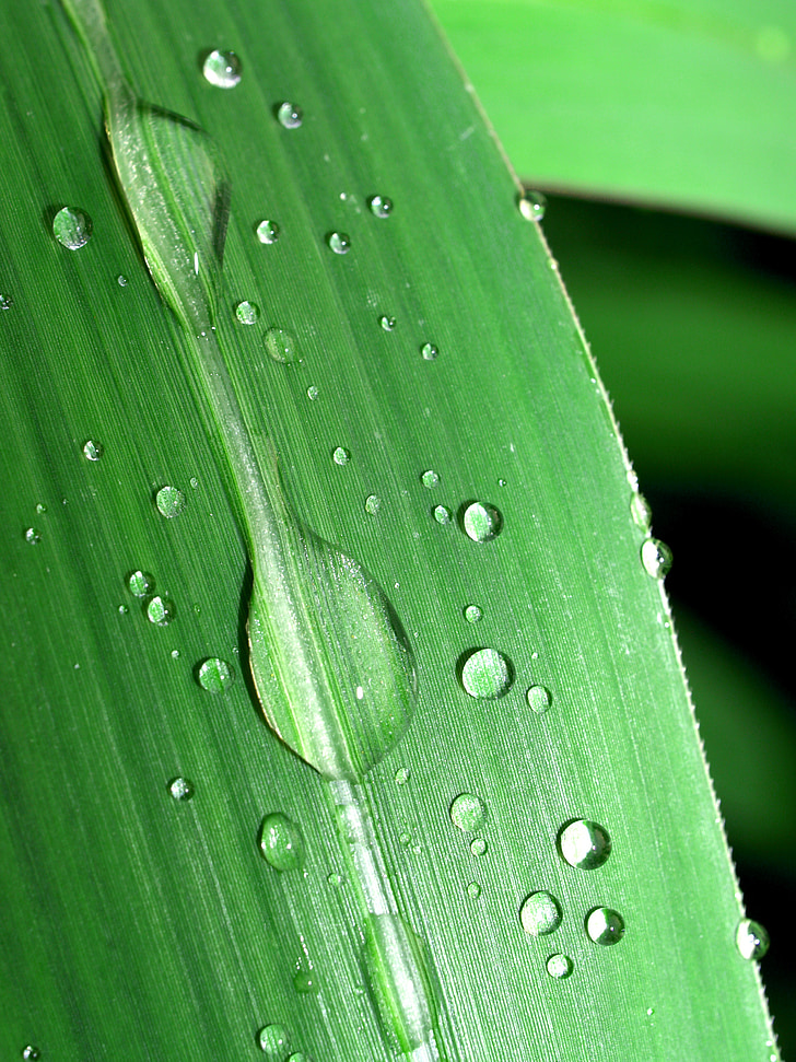 water, drops, leaf, grass, green, dew, rain
