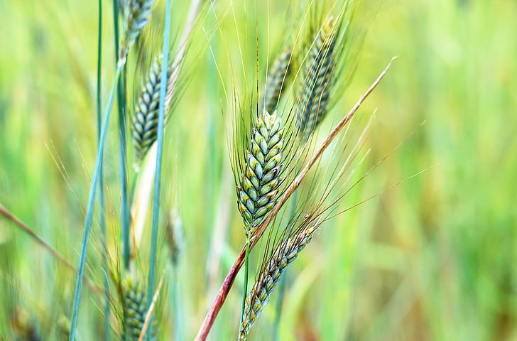 pšenica, obilniny, zrno, Príroda, poľnohospodárstvo, farma, plodín